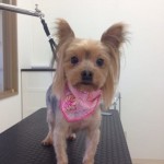 ヨーキー　ラテちゃん２６８